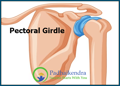 Pectoral Girdle