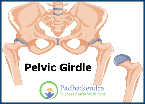Pelvic Girdle
