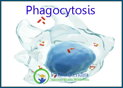 Phagocytosis