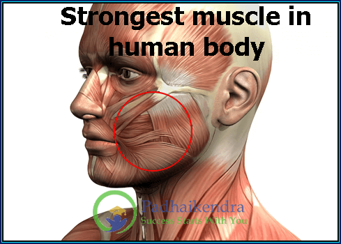 where is the strongest muscle of the human body located