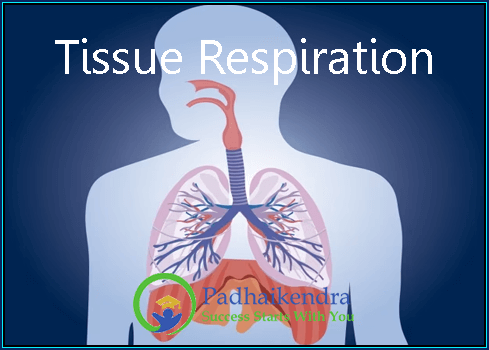 Tissue Respiration