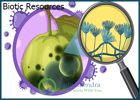 Biotic and Abiotic Resources