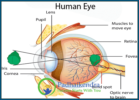 Optic Nerve